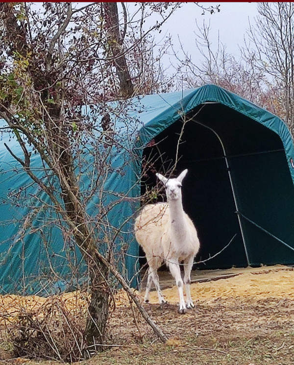 Tierheim Gut Riedenhof Lama